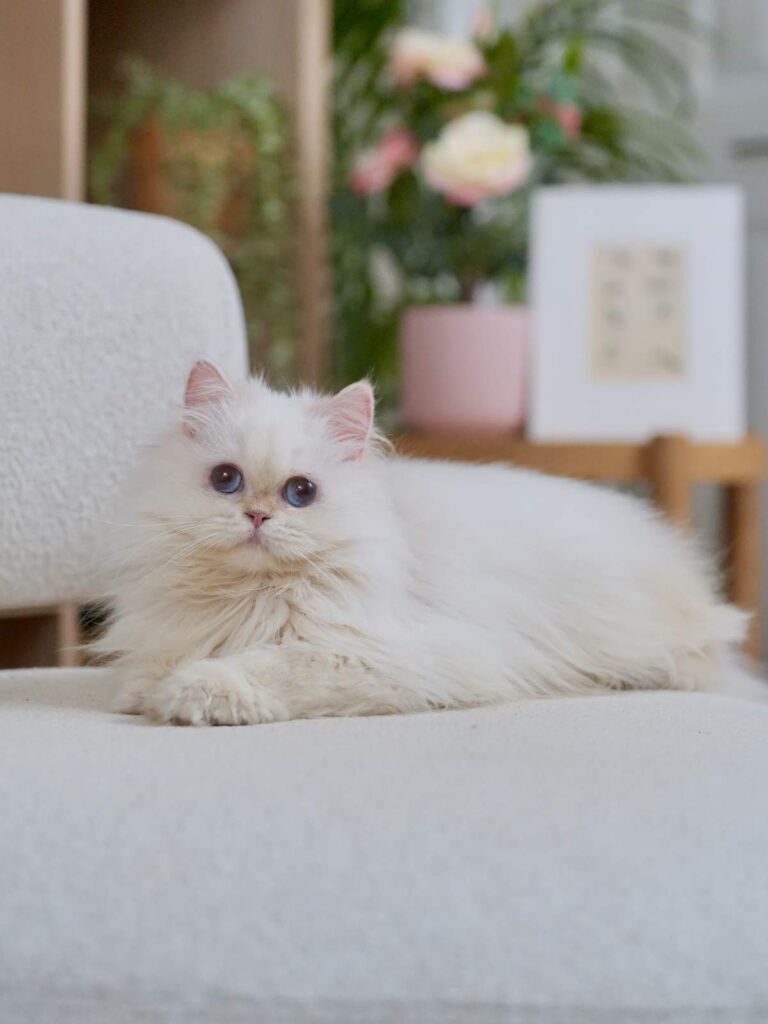 Golden Point Shaded British Longhghair - Salute - British Shorthair for sale & British Longhair Kittens for sale