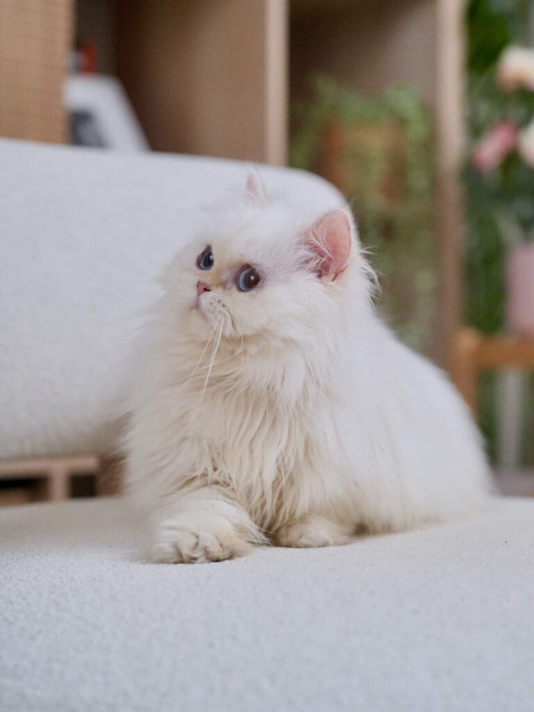Golden Point Shaded British Longhghair - Salute - British Shorthair for sale & British Longhair Kittens for sale
