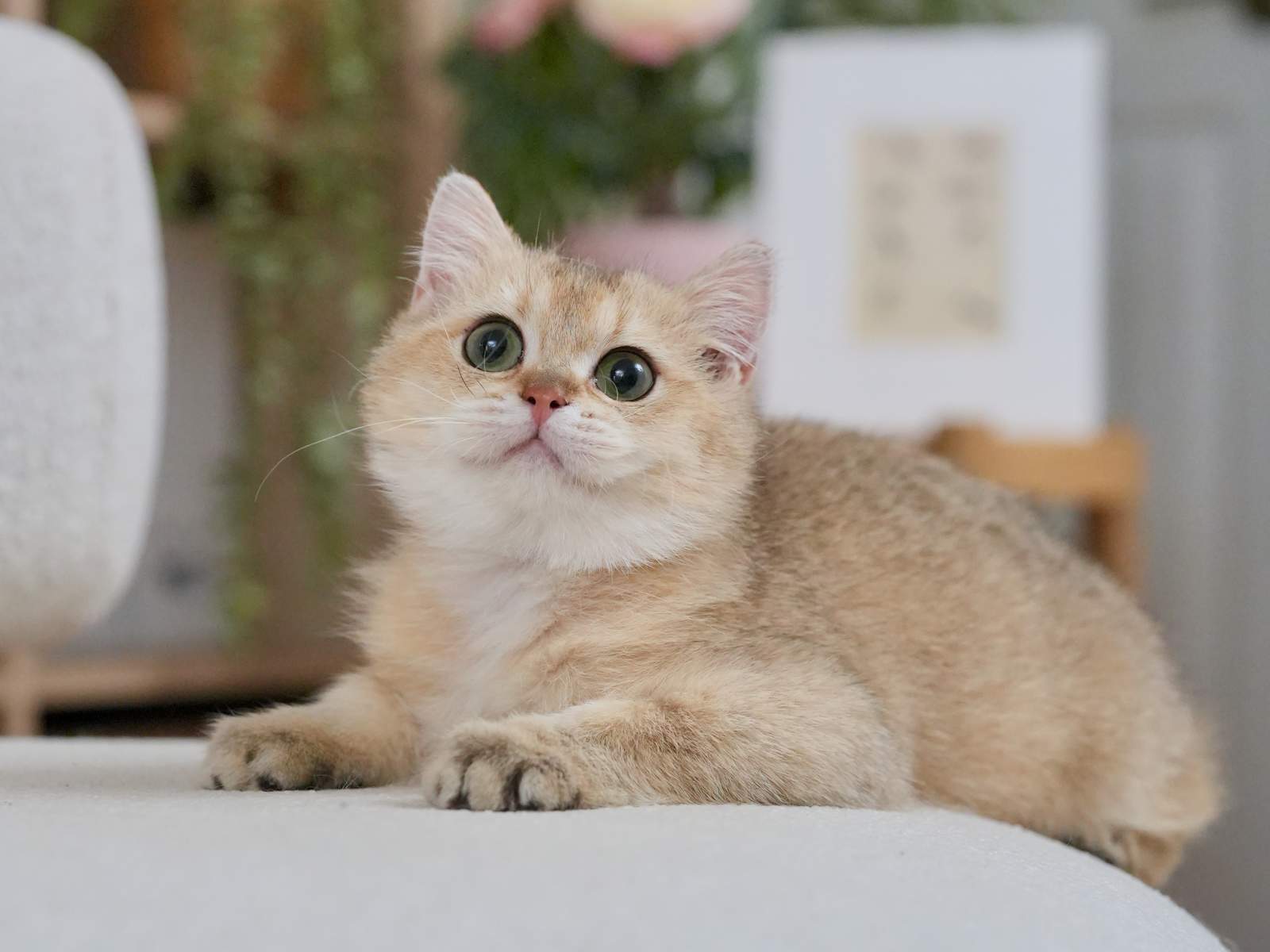 British Shorthair For Sale - British Shorthair for sale & British Longhair Kittens for sale