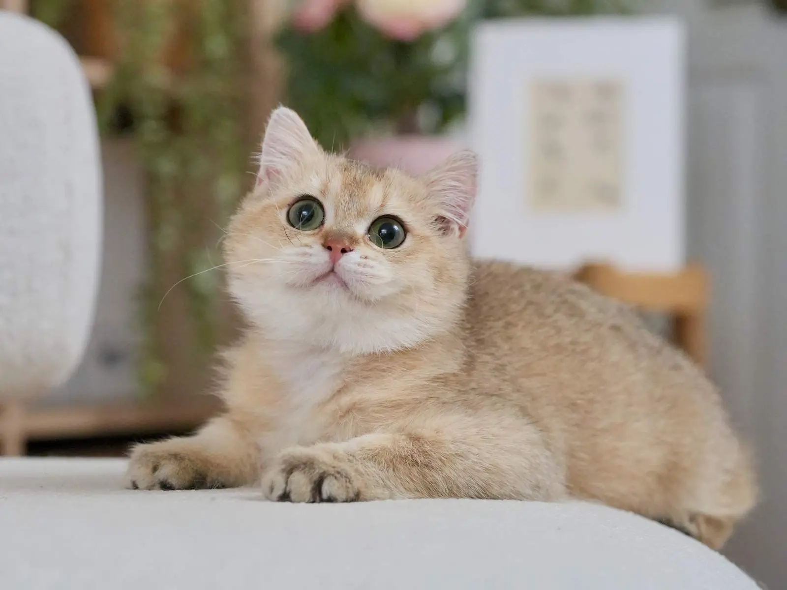 British Shorthair For Sale - British Shorthair for sale & British Longhair Kittens for sale