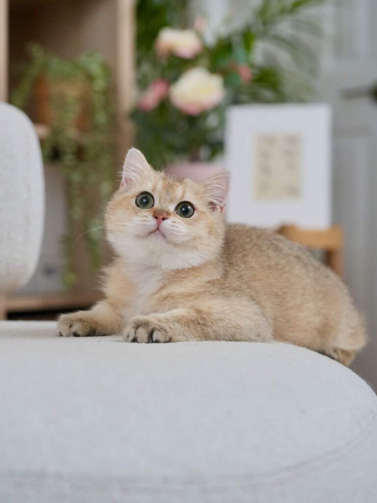 Golden Shaded British Shorthair - Blackberry - British Shorthair for sale & British Longhair Kittens for sale