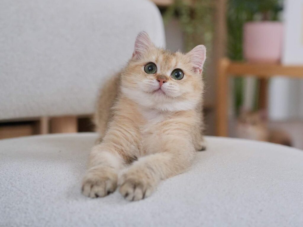 Golden Shaded British Shorthair - Blackberry - British Shorthair for sale & British Longhair Kittens for sale