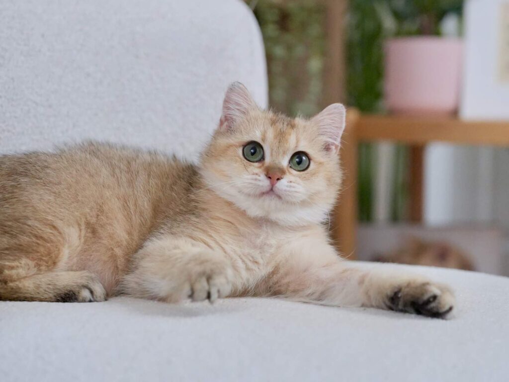 Golden Shaded British Shorthair - Blackberry - British Shorthair for sale & British Longhair Kittens for sale