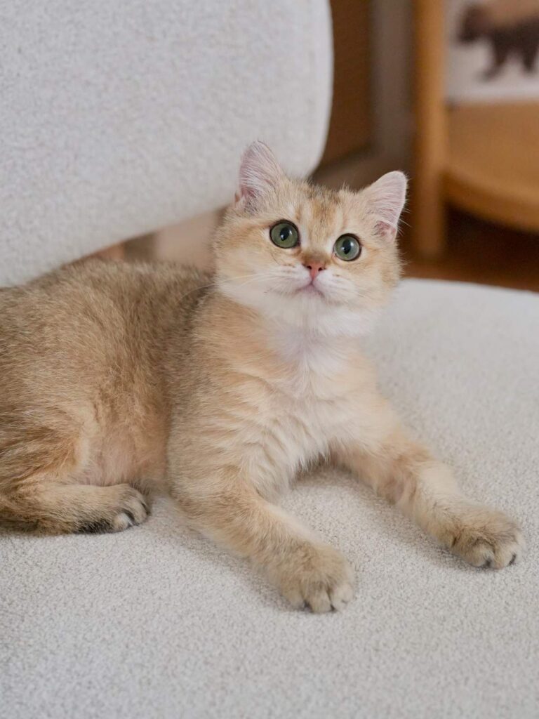 Golden Shaded British Shorthair - Blackberry - British Shorthair for sale & British Longhair Kittens for sale