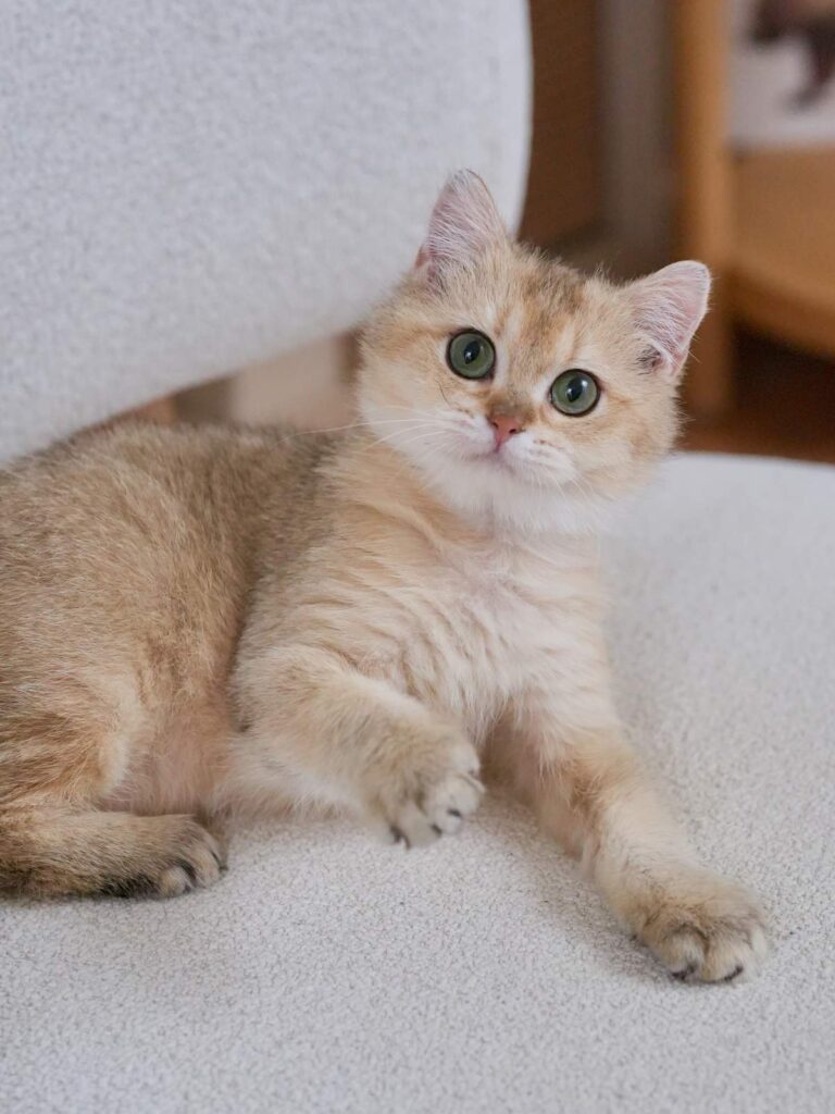 Golden Shaded British Shorthair - Blackberry - British Shorthair for sale & British Longhair Kittens for sale