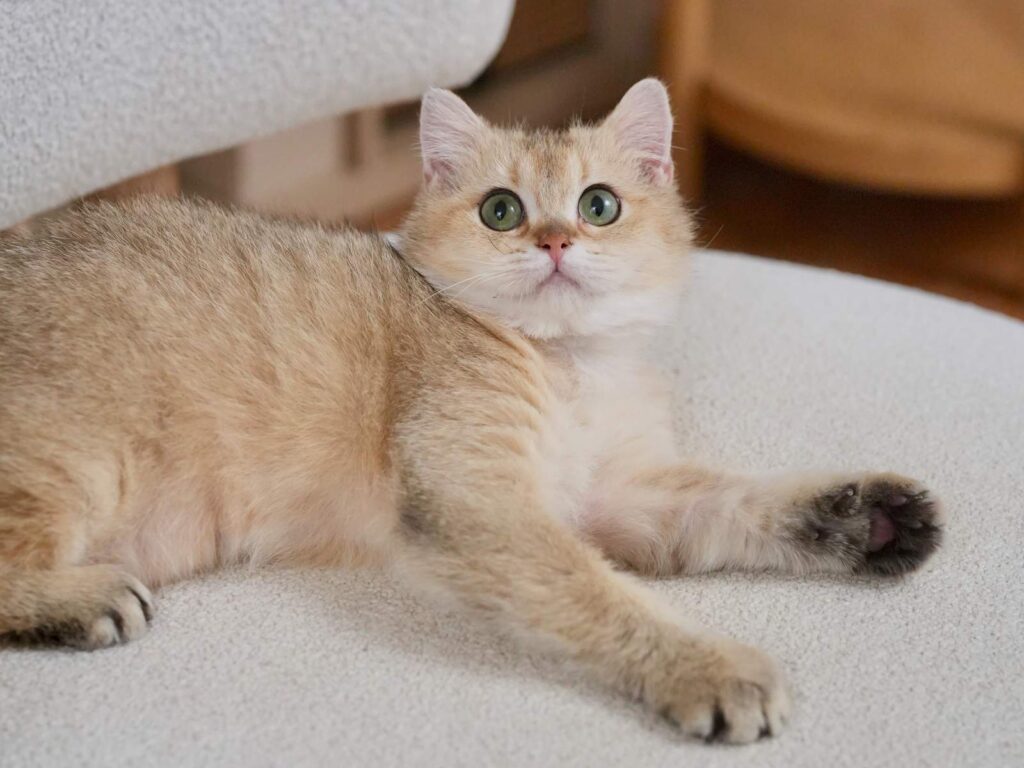 Golden Shaded British Shorthair - Blackberry - British Shorthair for sale & British Longhair Kittens for sale