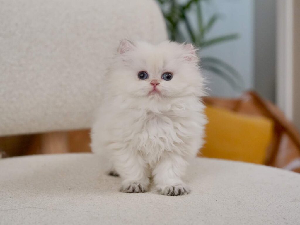 Golden Point Shaded British Longhghair - Elsie - British Shorthair for sale & British Longhair Kittens for sale