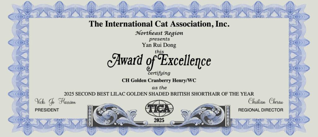 Henry - Lilac Golden British Shorthair - British Shorthair for sale & British Longhair Kittens for sale