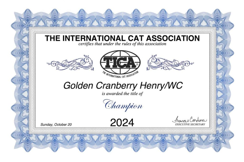 Henry - Lilac Golden British Shorthair - British Shorthair for sale & British Longhair Kittens for sale