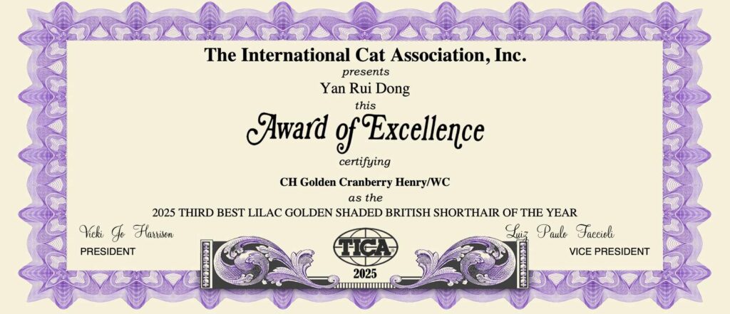 Henry - Lilac Golden British Shorthair - British Shorthair for sale & British Longhair Kittens for sale