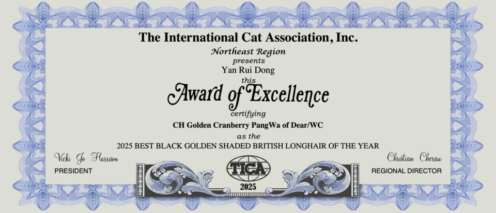 Robert - Golden British Longhair - British Shorthair for sale & British Longhair Kittens for sale