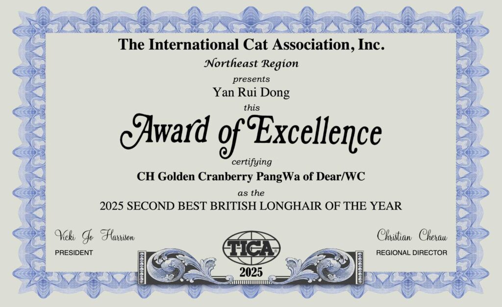 Robert - Golden British Longhair - British Shorthair for sale & British Longhair Kittens for sale