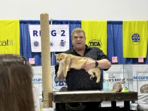 Mary - Golden Shaded British Shorthair - British Shorthair for sale & British Longhair Kittens for sale