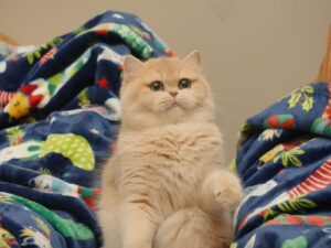 Blue Golden Shaded British Shorthair - Sugar - British Shorthair for sale & British Longhair Kittens for sale