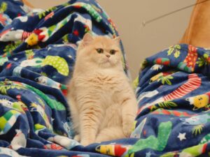 Blue Golden Shaded British Shorthair - Sugar - British Shorthair for sale & British Longhair Kittens for sale