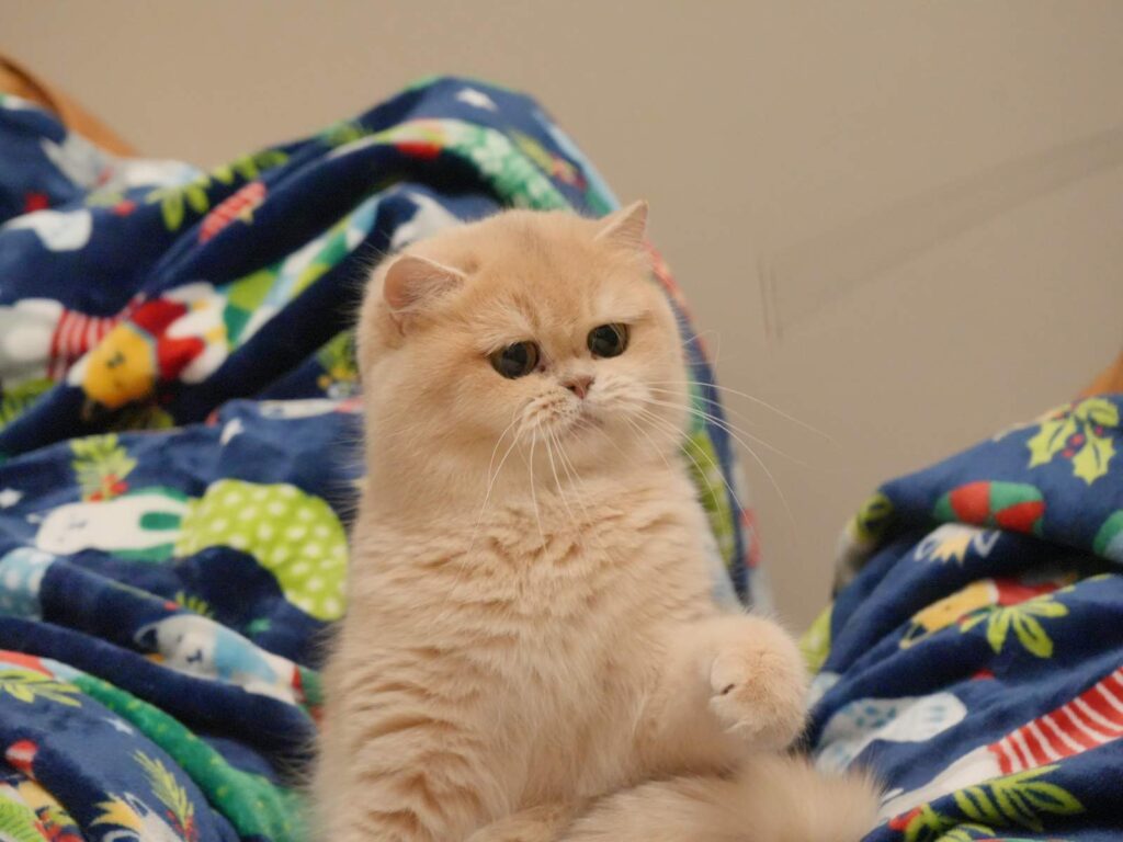Blue Golden Shaded British Shorthair - Sugar - British Shorthair for sale & British Longhair Kittens for sale