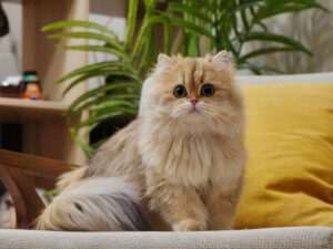 british longhair cat edith is sitting on a sofa quietly