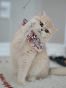 Blue Golden Shaded British Shorthair - Sugar - British Shorthair for sale & British Longhair Kittens for sale