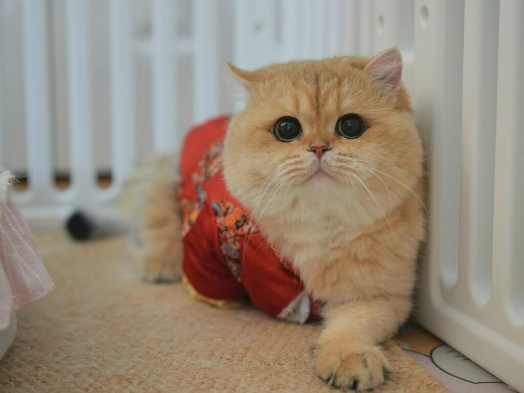 Teddy - Golden British Shorthair - British Shorthair for sale & British Longhair Kittens for sale