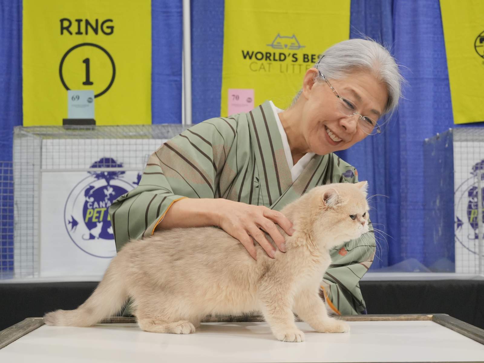 British Shorthair cat breeder