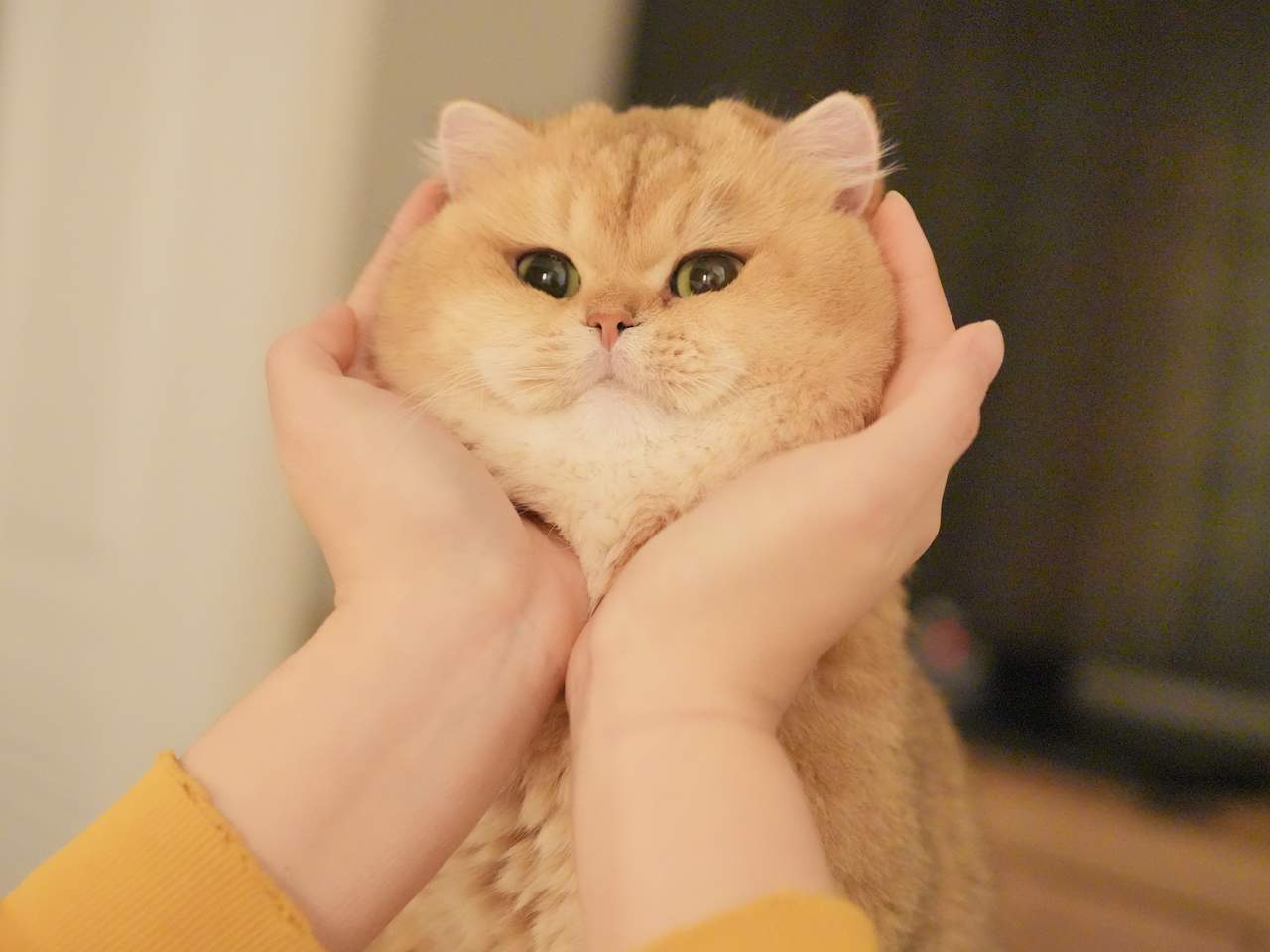 Golden British Shorthair 