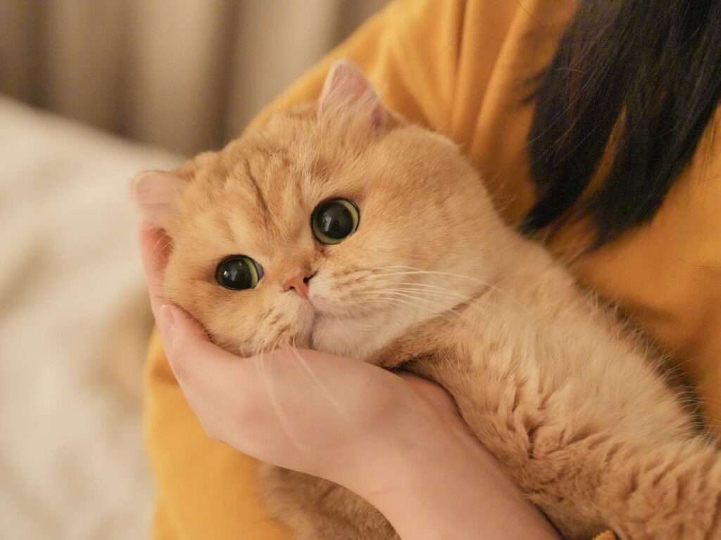 Teddy - Golden British Shorthair - British Shorthair for sale & British Longhair Kittens for sale