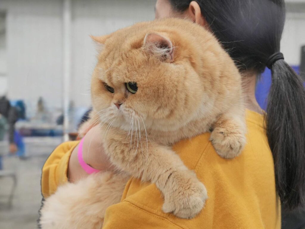British Longhair and British Shorthair - Kings - British Shorthair for sale & British Longhair Kittens for sale