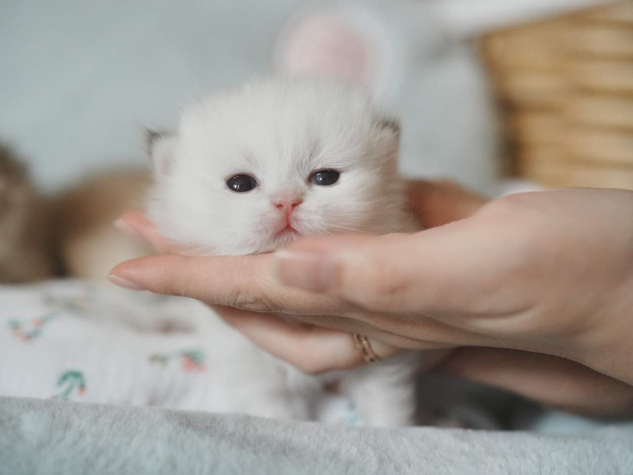 Anna's New Born Kittens - Open For Waiting List - British Shorthair for sale & British Longhair Kittens for sale
