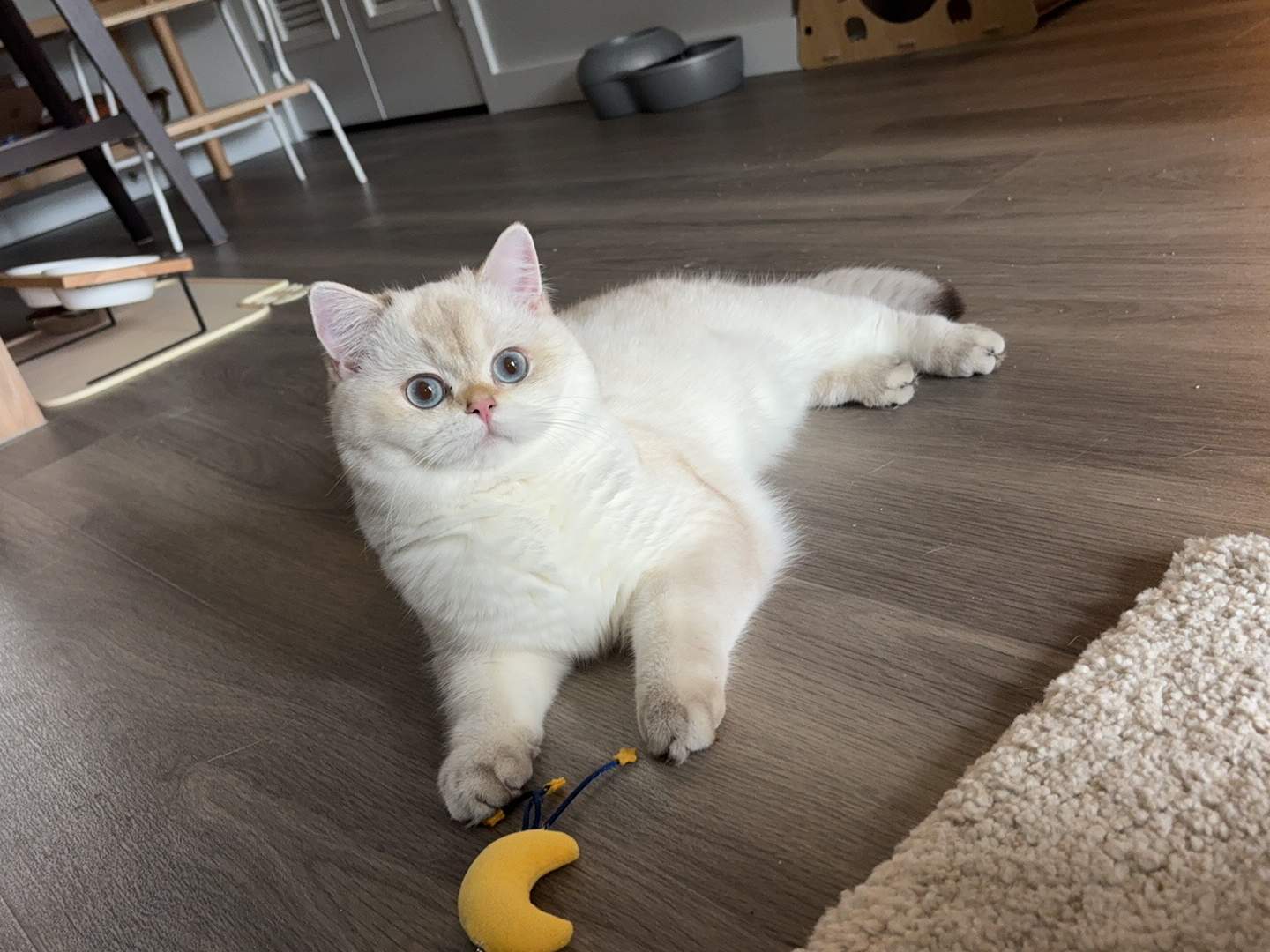 british shorthair golden