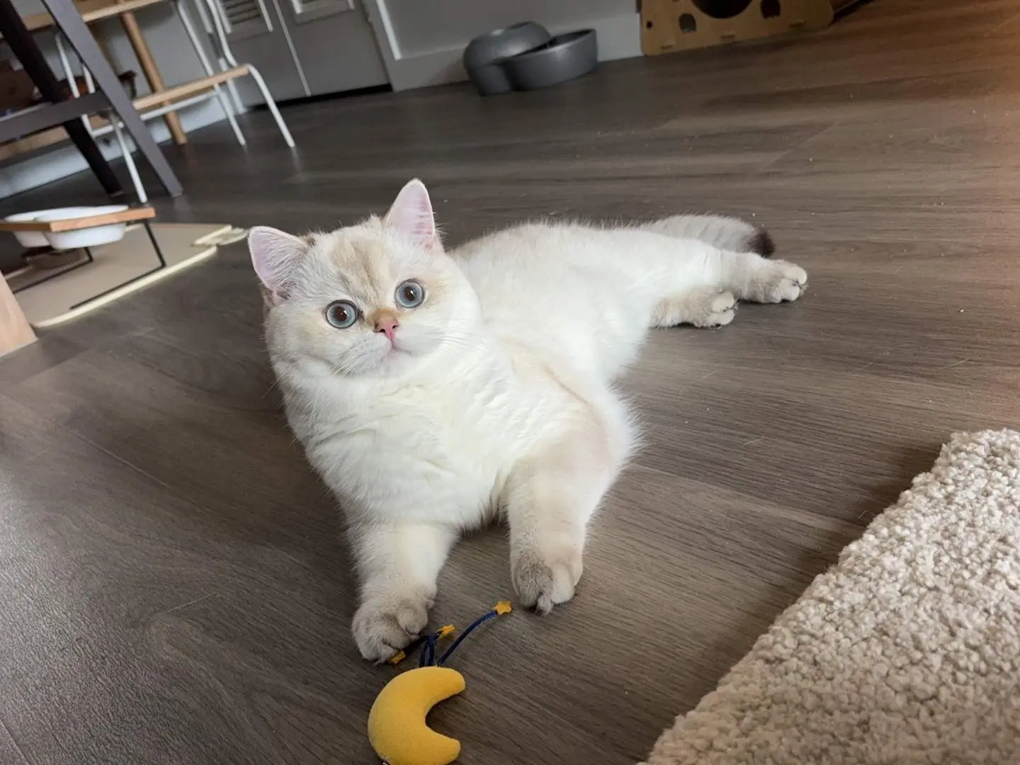 Golden British Shorthair Cat