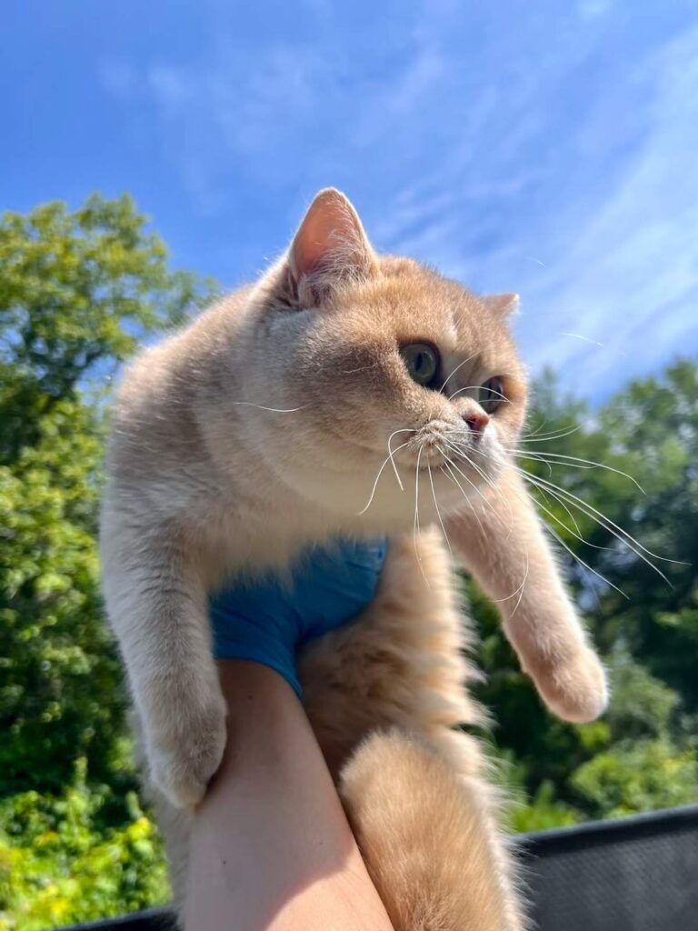 Lilac Golden Shaded British Shorthair - Ponyo - British Shorthair for sale & British Longhair Kittens for sale