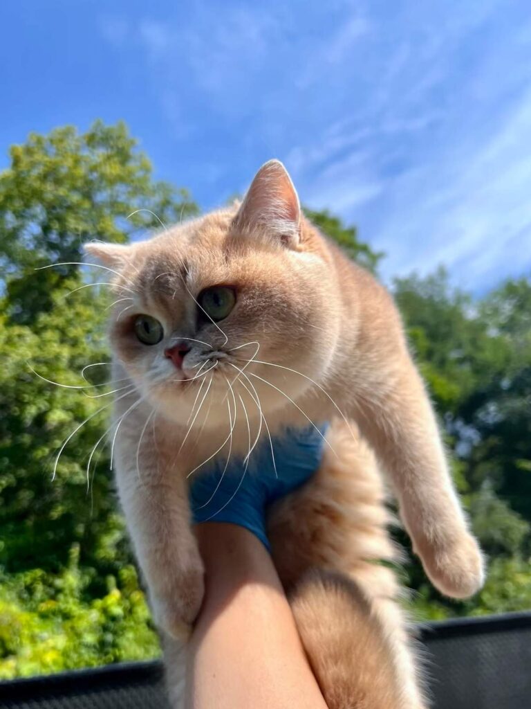 Lilac Golden Shaded British Shorthair - Ponyo - British Shorthair for sale & British Longhair Kittens for sale