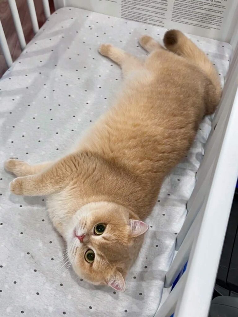 Lilac Golden Shaded British Shorthair - Ponyo - British Shorthair for sale & British Longhair Kittens for sale
