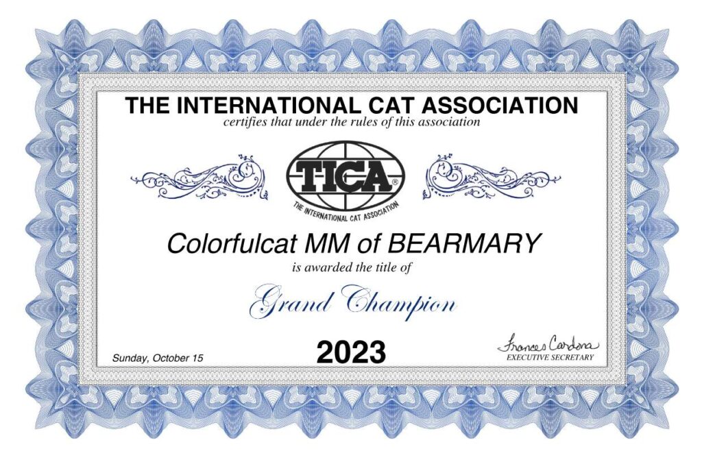 cat show certificate
