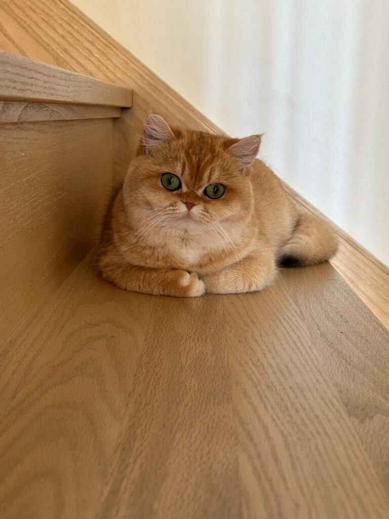 Golden Shaded British Shorthair - Solo - British Shorthair for sale & British Longhair Kittens for sale