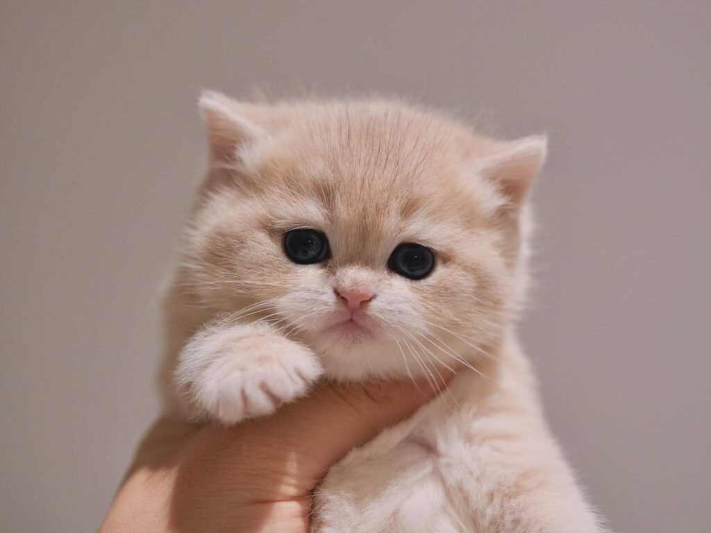 british blue kittens for sale aria is being hold by us hands