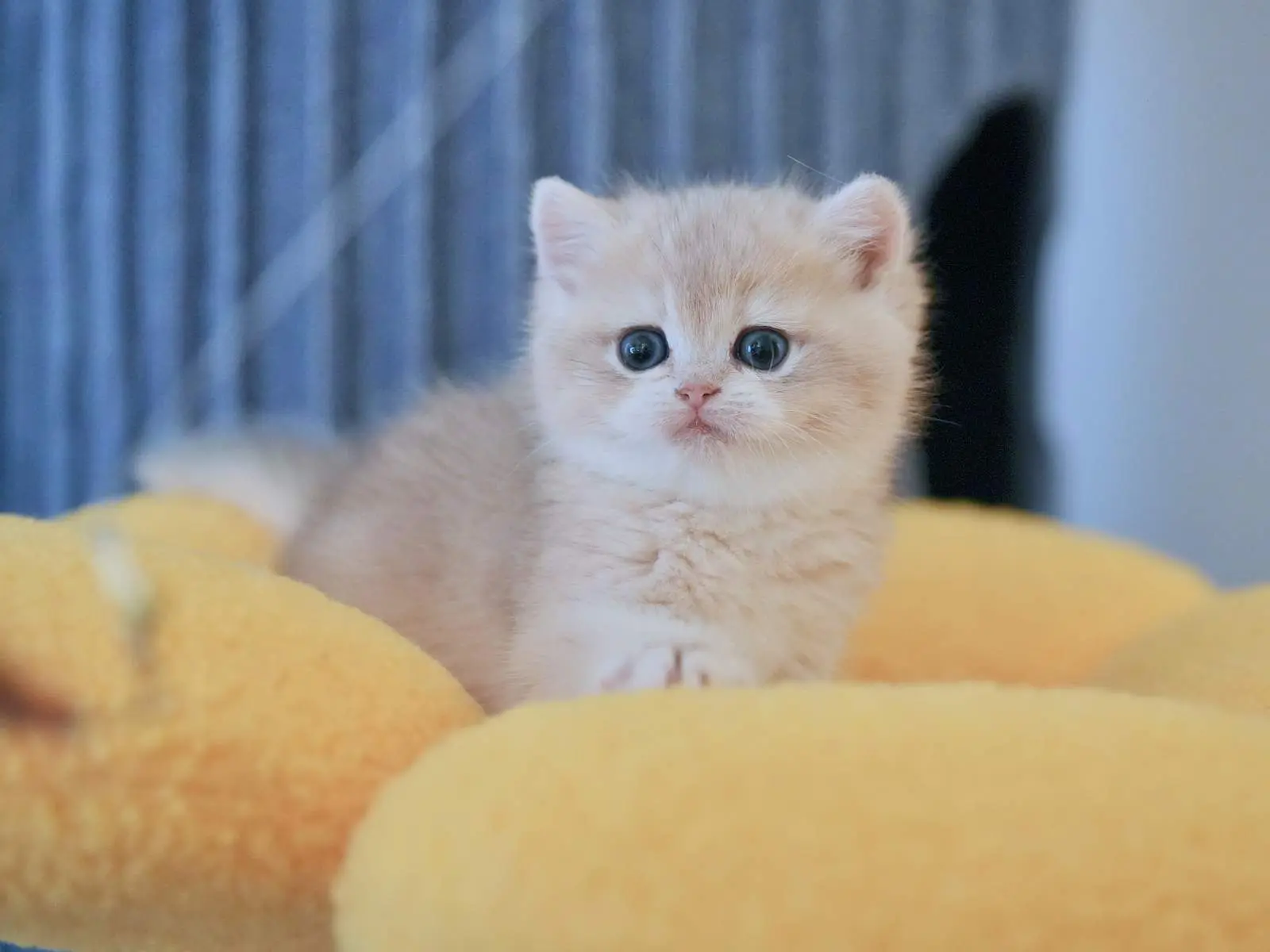 Aria — Blue Golden — British Shorthair