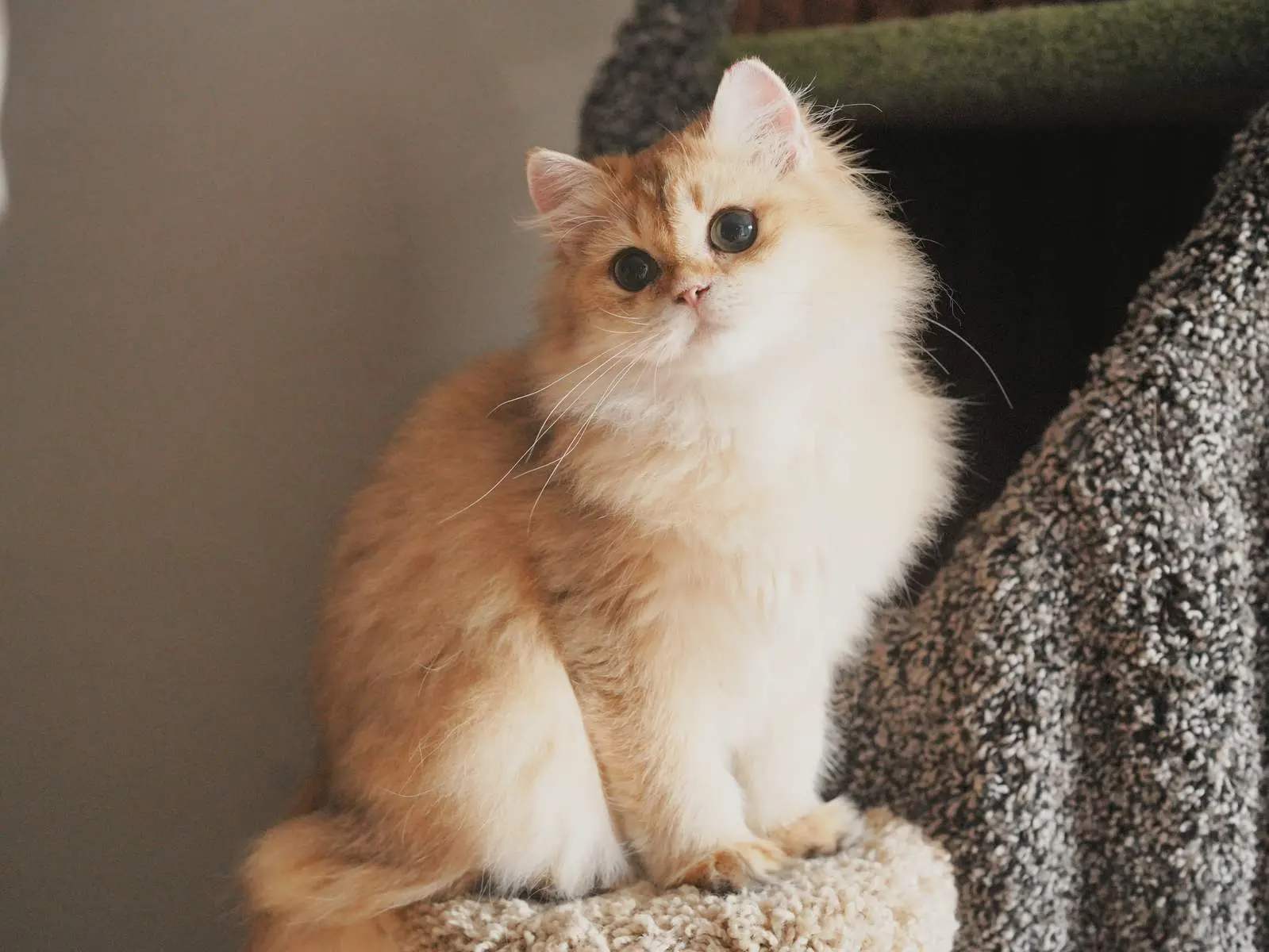 Atlas — Golden — British Longhair