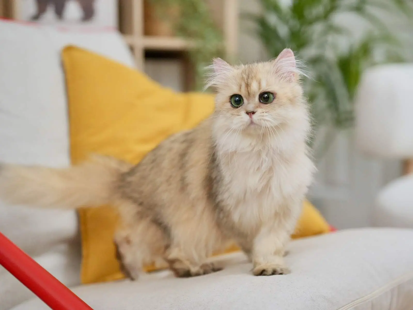 Bacca — Golden — British Longhair