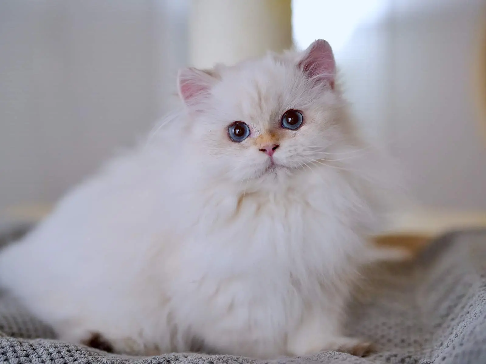 Ben — Golden — British Longhair