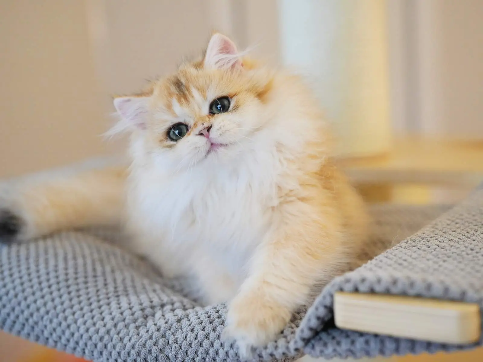 Beru — Golden — British Longhair