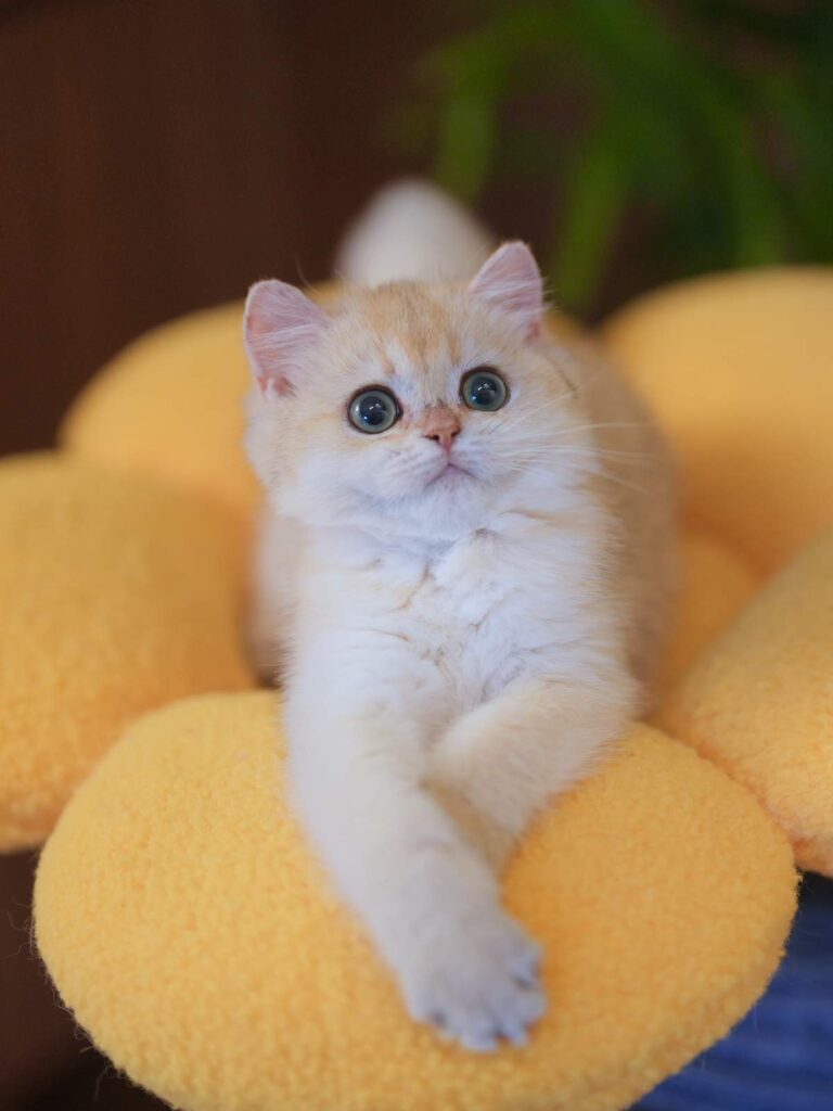 english shorthair kittens for sale boris on a yellow flower