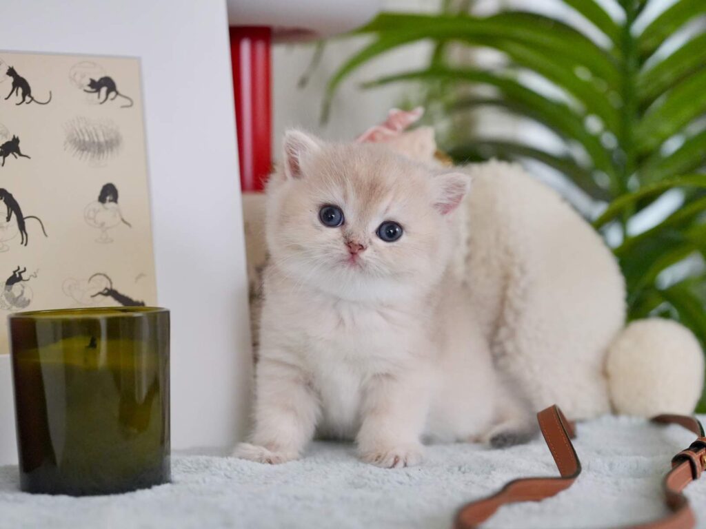 Blue Golden Shaded British Shorthair - Milo - British Shorthair for sale & British Longhair Kittens for sale