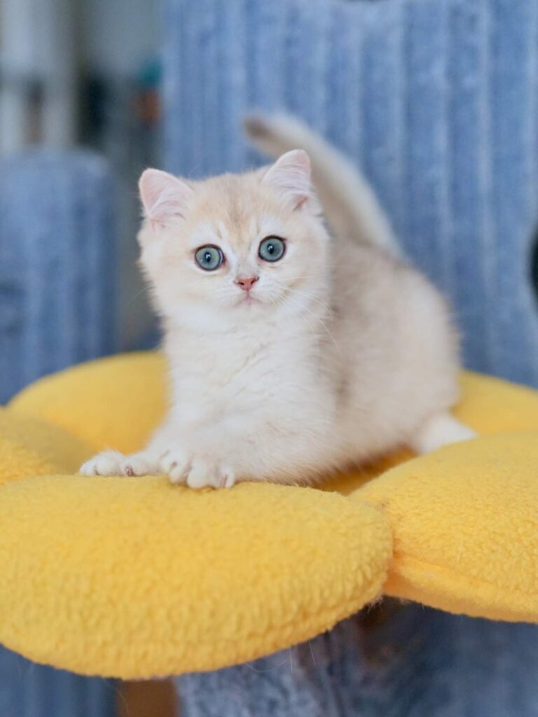 Blue Golden Shaded British Shorthair - Milo - British Shorthair for sale & British Longhair Kittens for sale