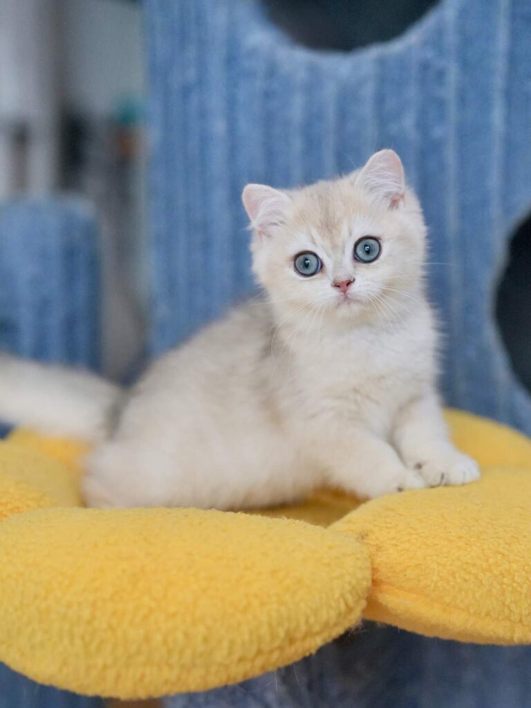 Blue Golden Shaded British Shorthair - Milo - British Shorthair for sale & British Longhair Kittens for sale