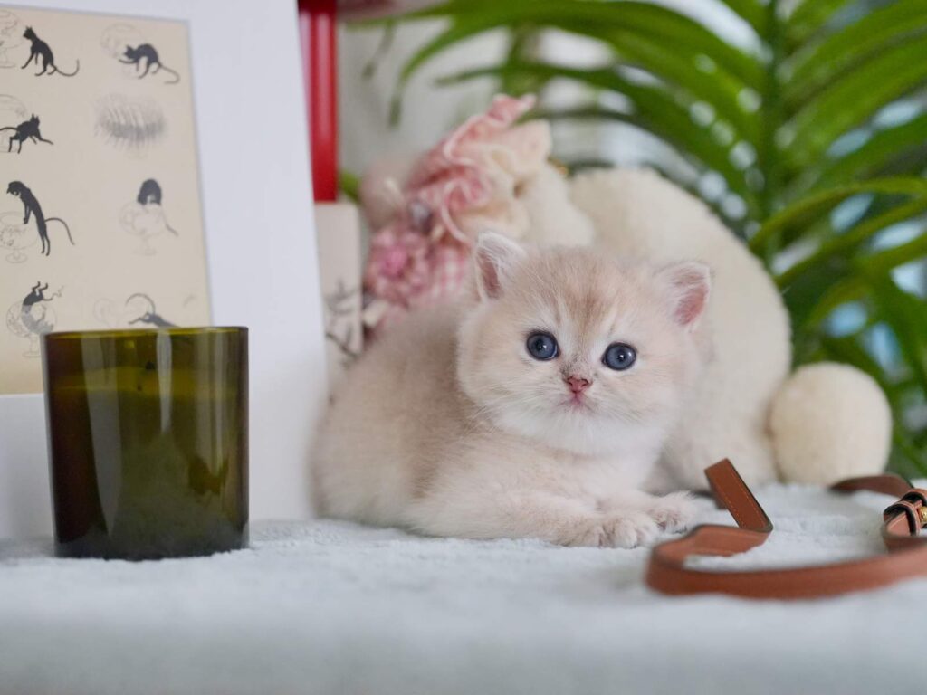 Blue Golden Shaded British Shorthair - Milo - British Shorthair for sale & British Longhair Kittens for sale