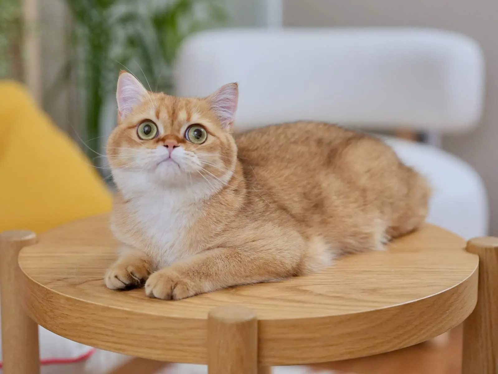 Latte — Golden — British Shorthair