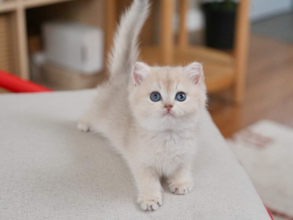 Blue Golden Shaded British Shorthair - Milo - British Shorthair for sale & British Longhair Kittens for sale