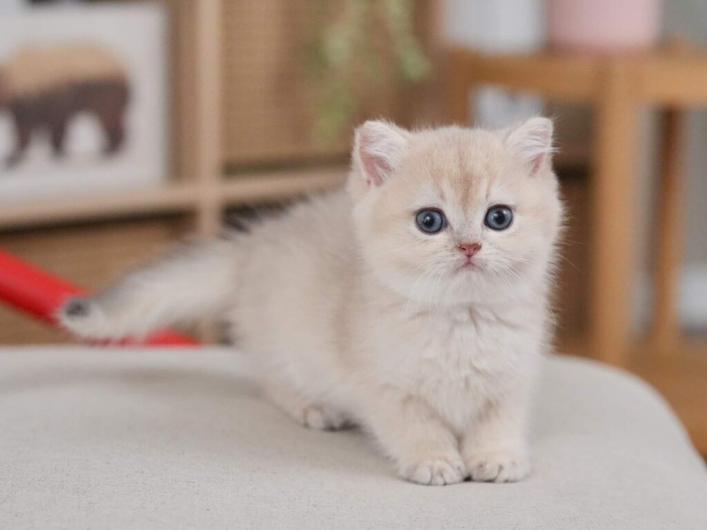 Blue Golden Shaded British Shorthair - Milo - British Shorthair for sale & British Longhair Kittens for sale