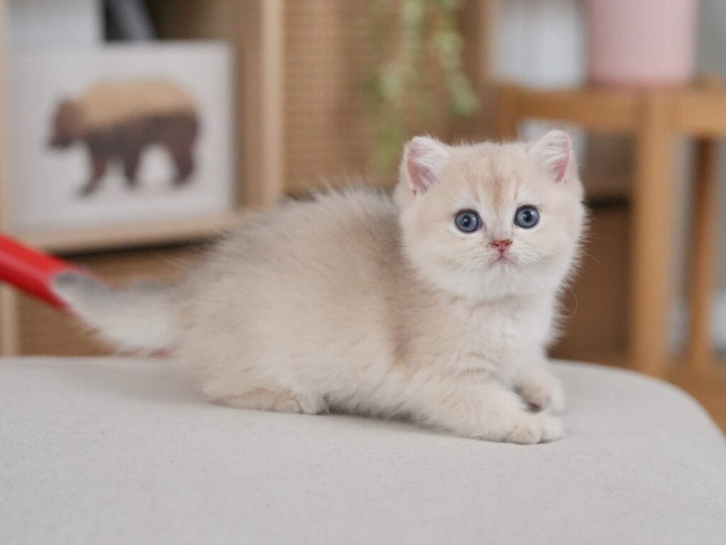 Blue Golden Shaded British Shorthair - Milo - British Shorthair for sale & British Longhair Kittens for sale